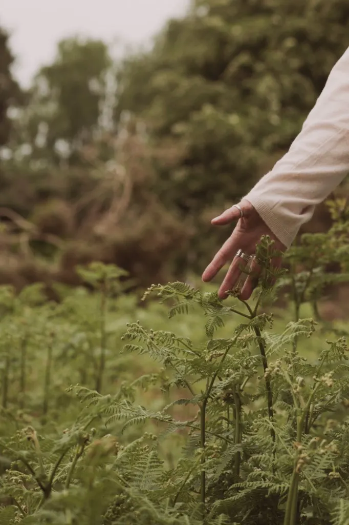 A hand resting gently against fresh green ferns in a woodland — touch, nature, grounding
